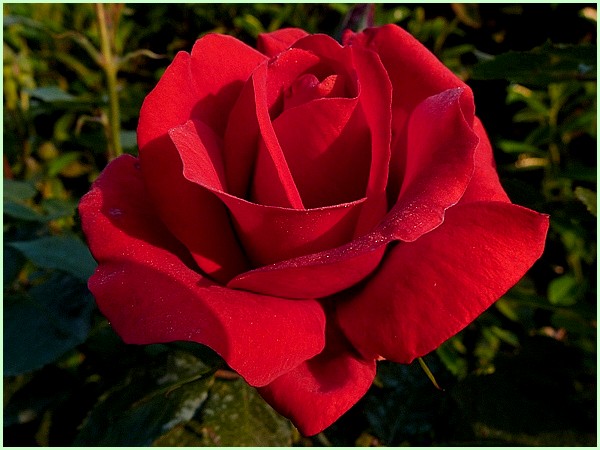L’attribut alt de cette image est vide, son nom de fichier est Merci-fleur-rose-rouge-4-9-sourcehttpsim-brico-jardin.over-blog.com_.jpg.
